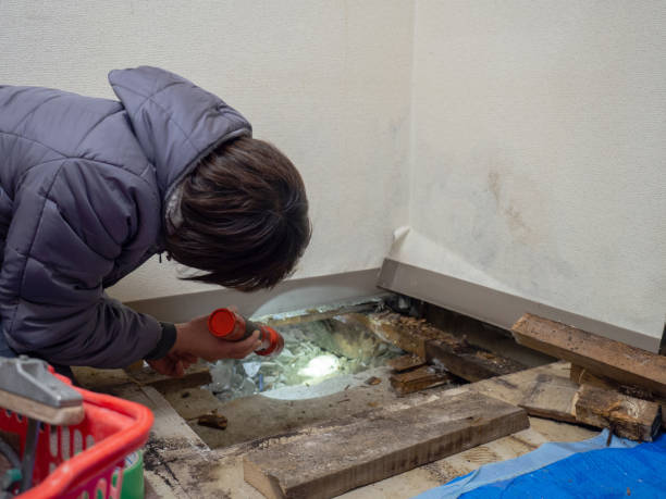 Best Airborne Mold Testing  in Davis Junction, IL