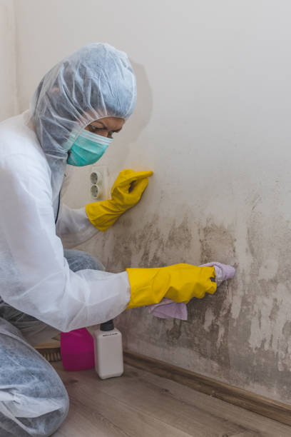 Best Mold Prevention Services  in Davis Junction, IL
